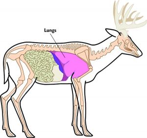 deer lungs location